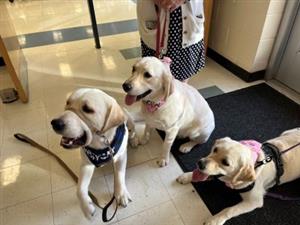 3 service dogs at Winget Park Elementary School